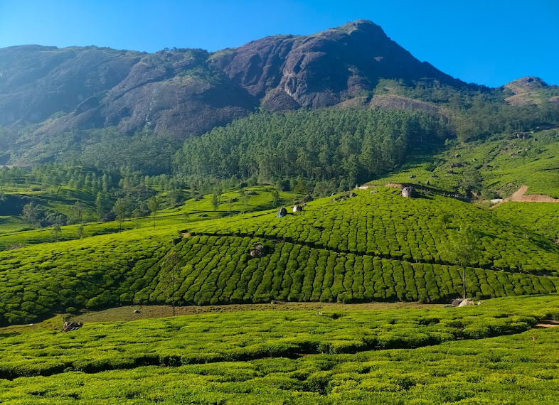 tea garden photo point munnar